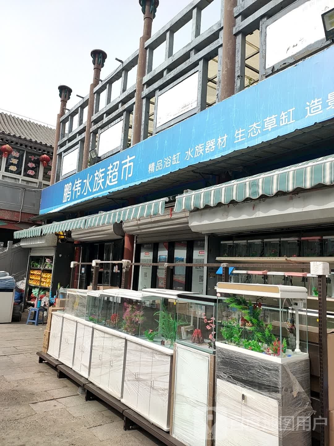 鹏伟水族潮湿(滨海花鸟鱼虫市场店)