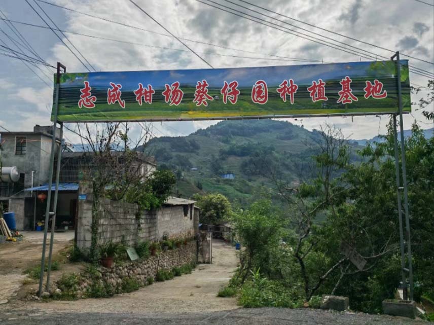 志成柑场葵仔园种植基地