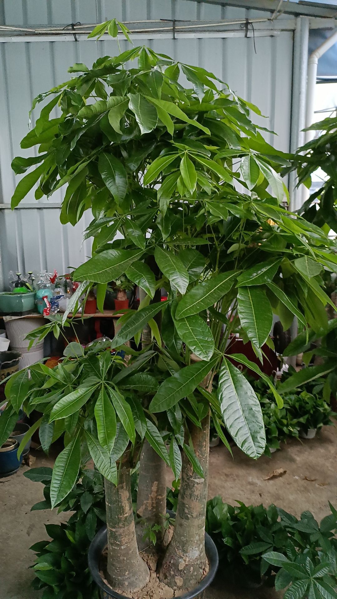 景观花店