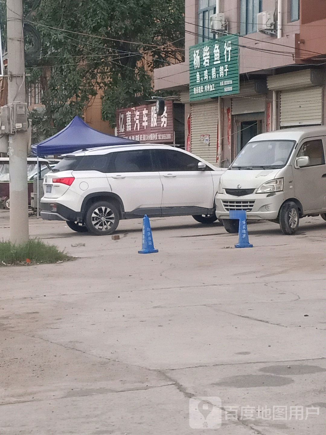 杨砦鱼行