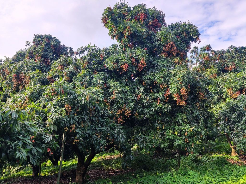 广东省现代农业产业技术示范基地