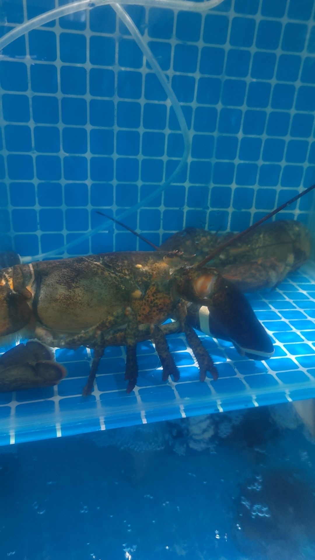 粤百鲜