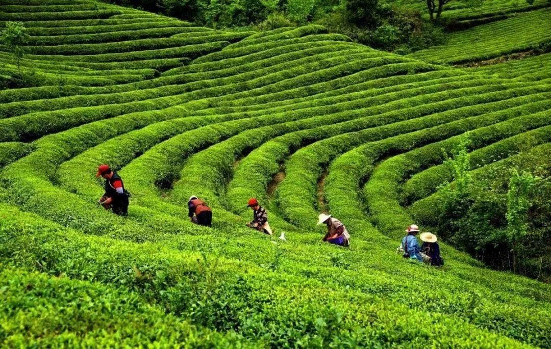 广东省潮州市农信生态茶业有限公司