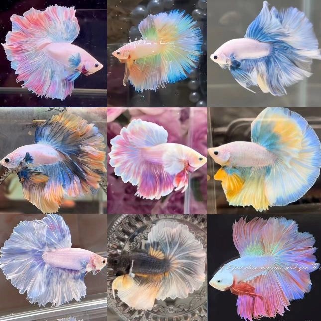 飞鱼水族工作室