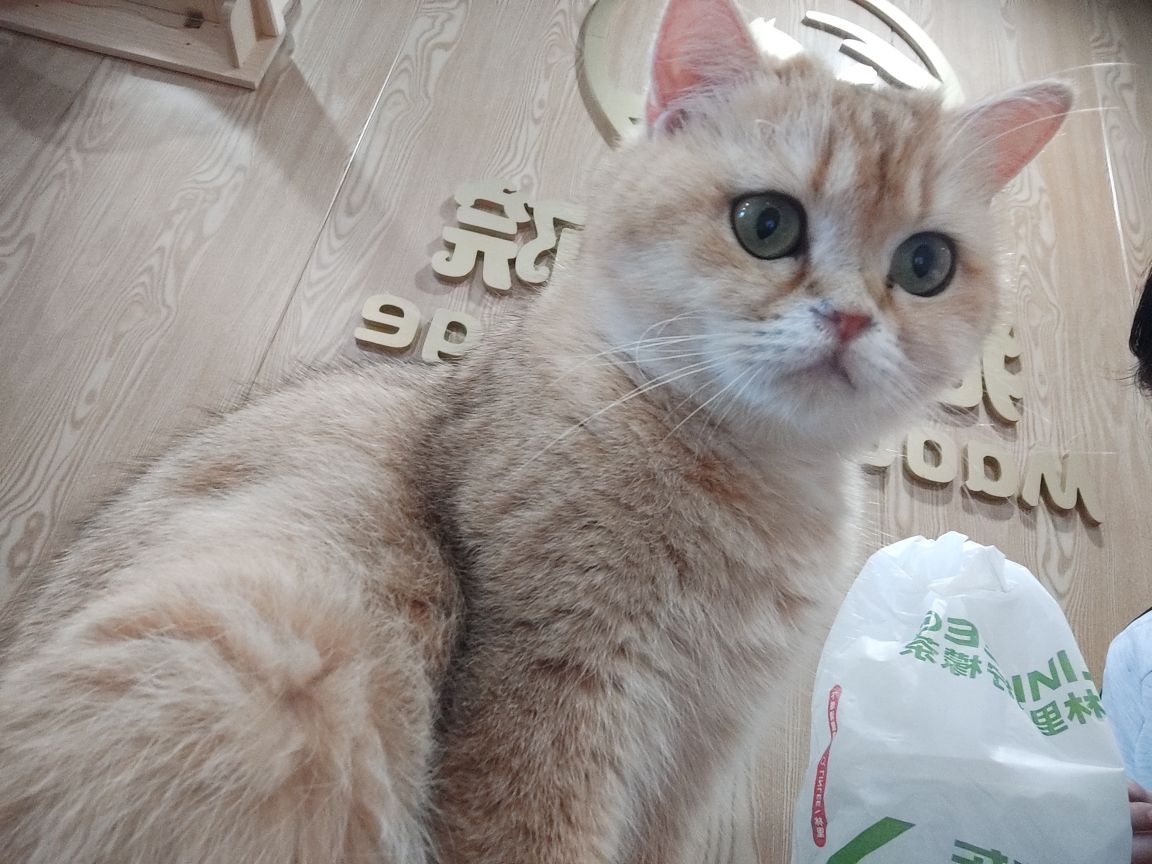猫德学院·猫咖