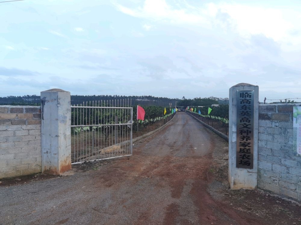 临高东英高文种养殖家庭农场