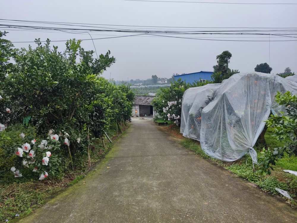 西湖湿地公园