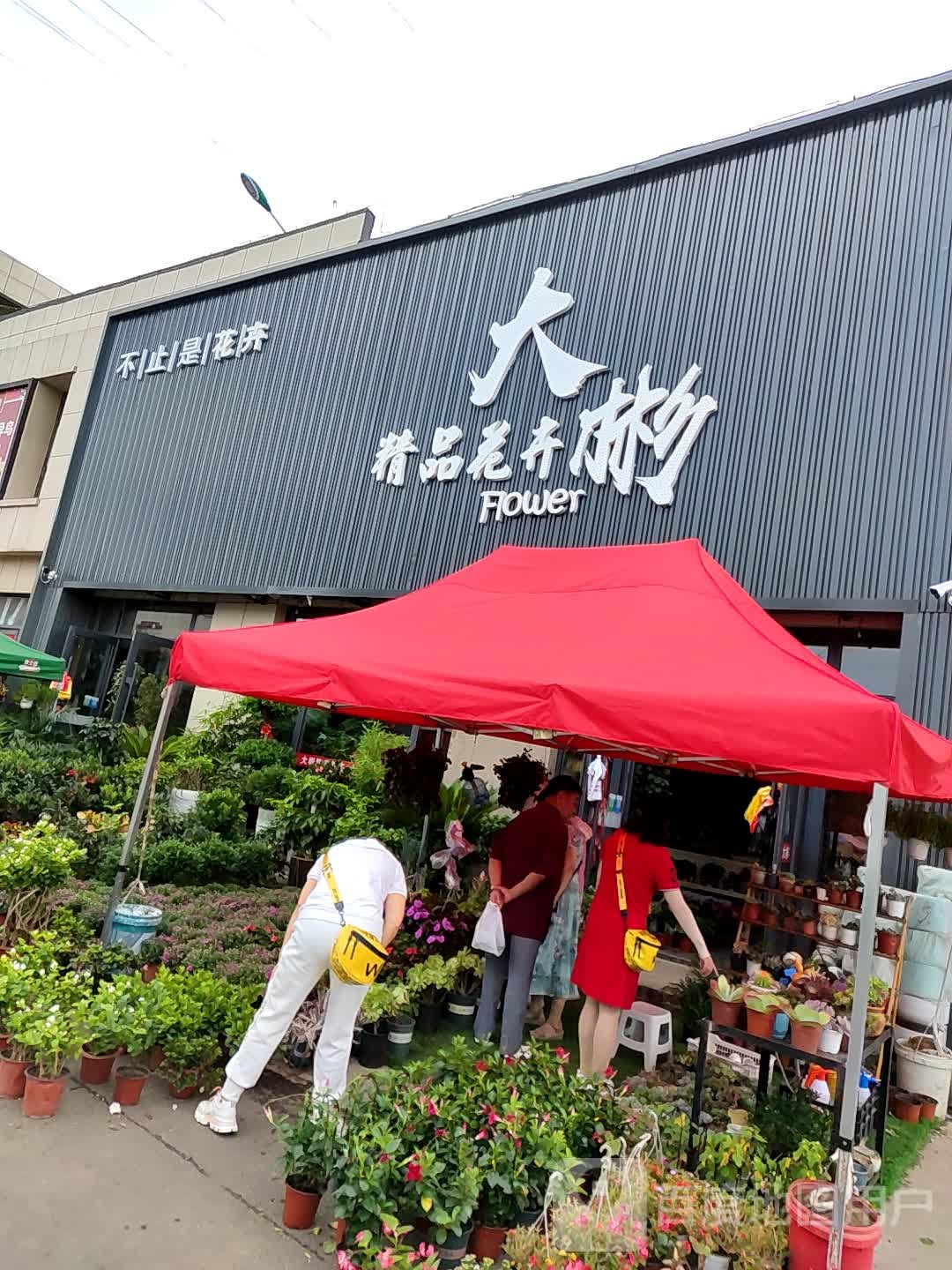 大彬精品花卉