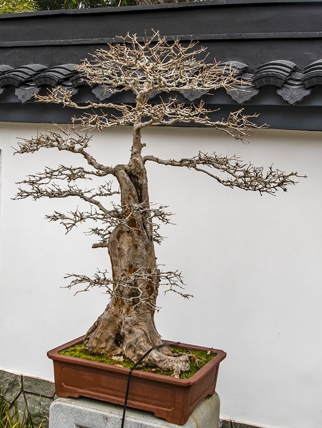 上海盆景博物馆
