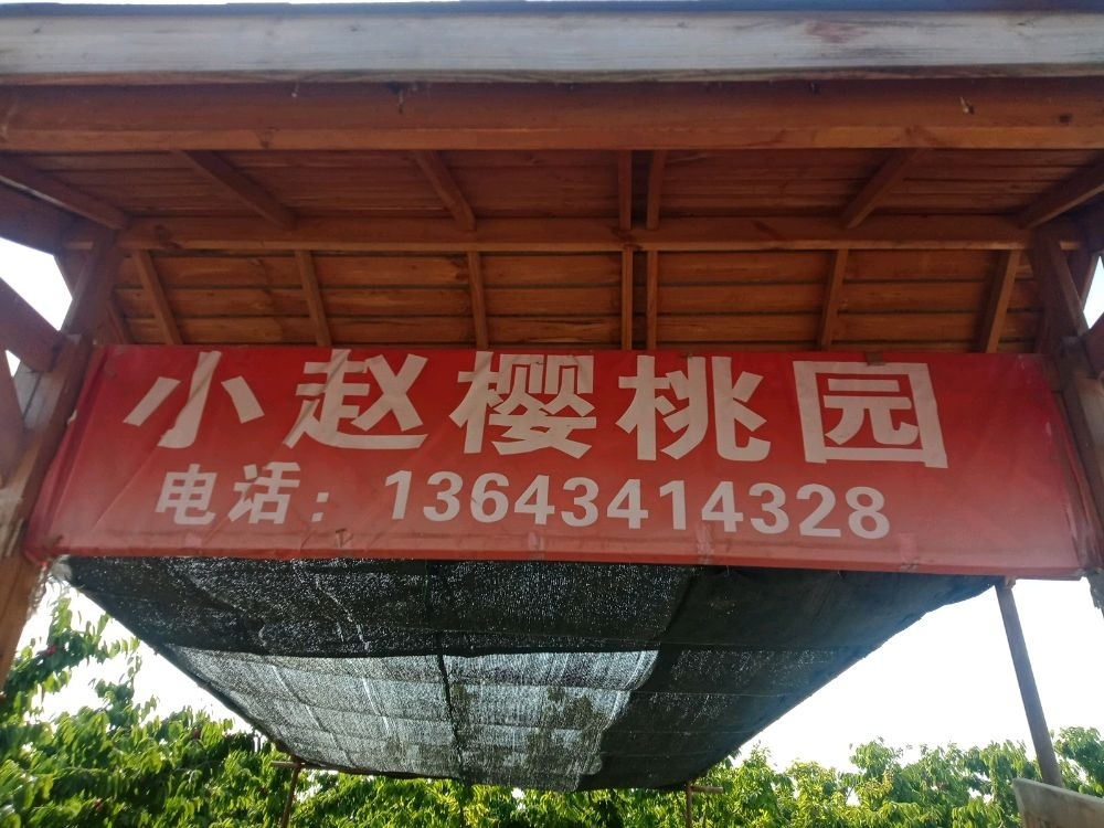 小赵樱桃采摘园