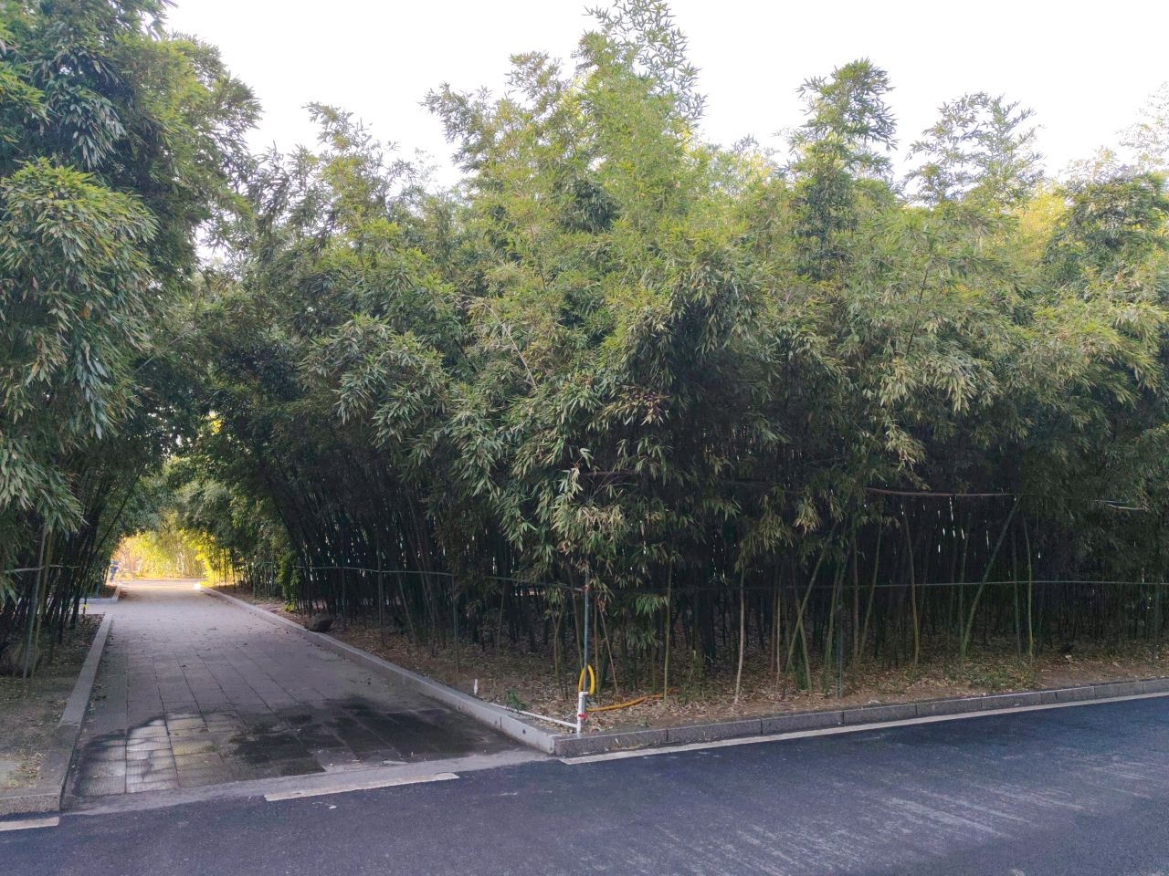 邯郸学院-竹园
