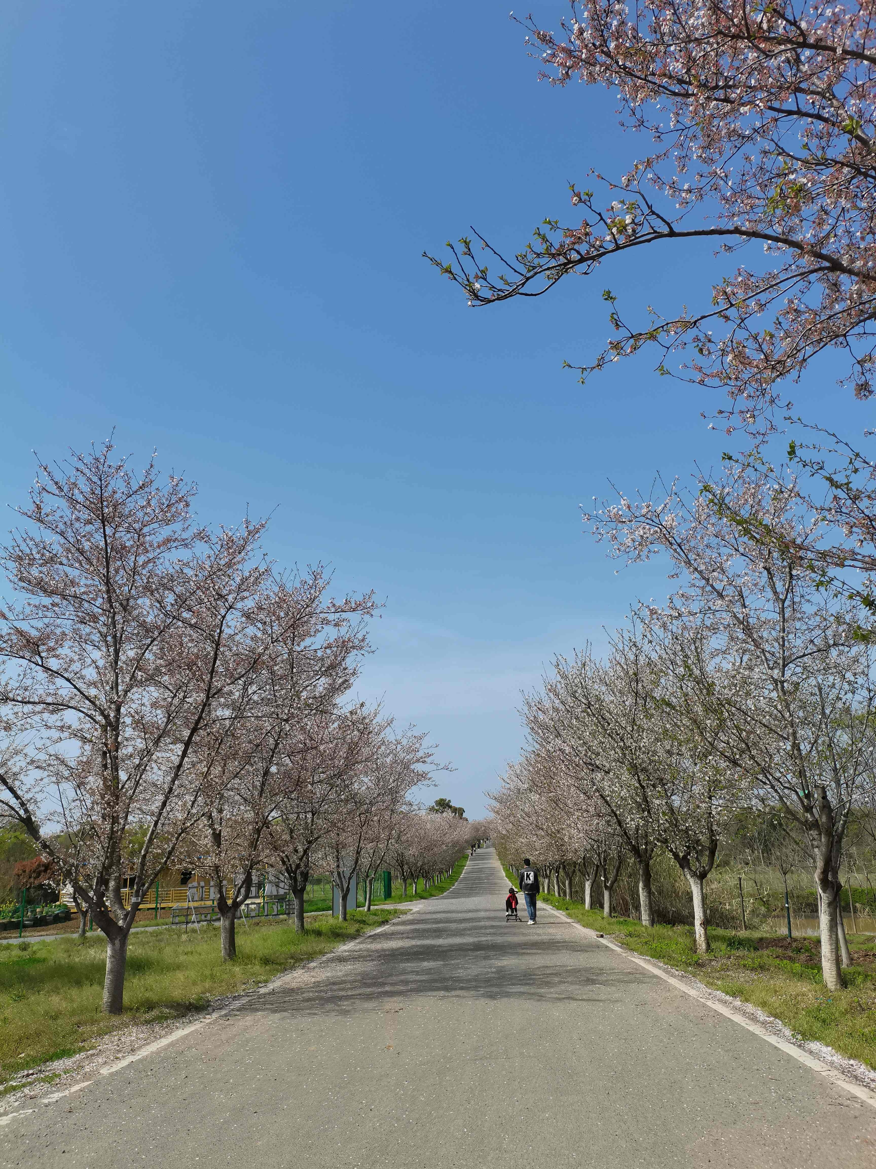 浮山樱花园