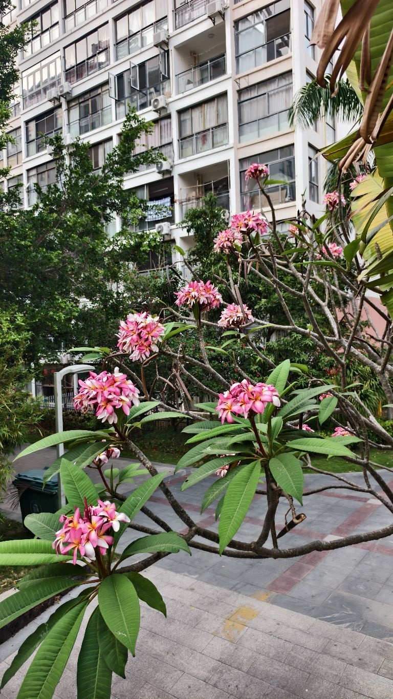 龙池湾花园