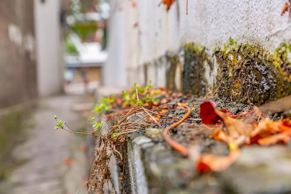 街心花园