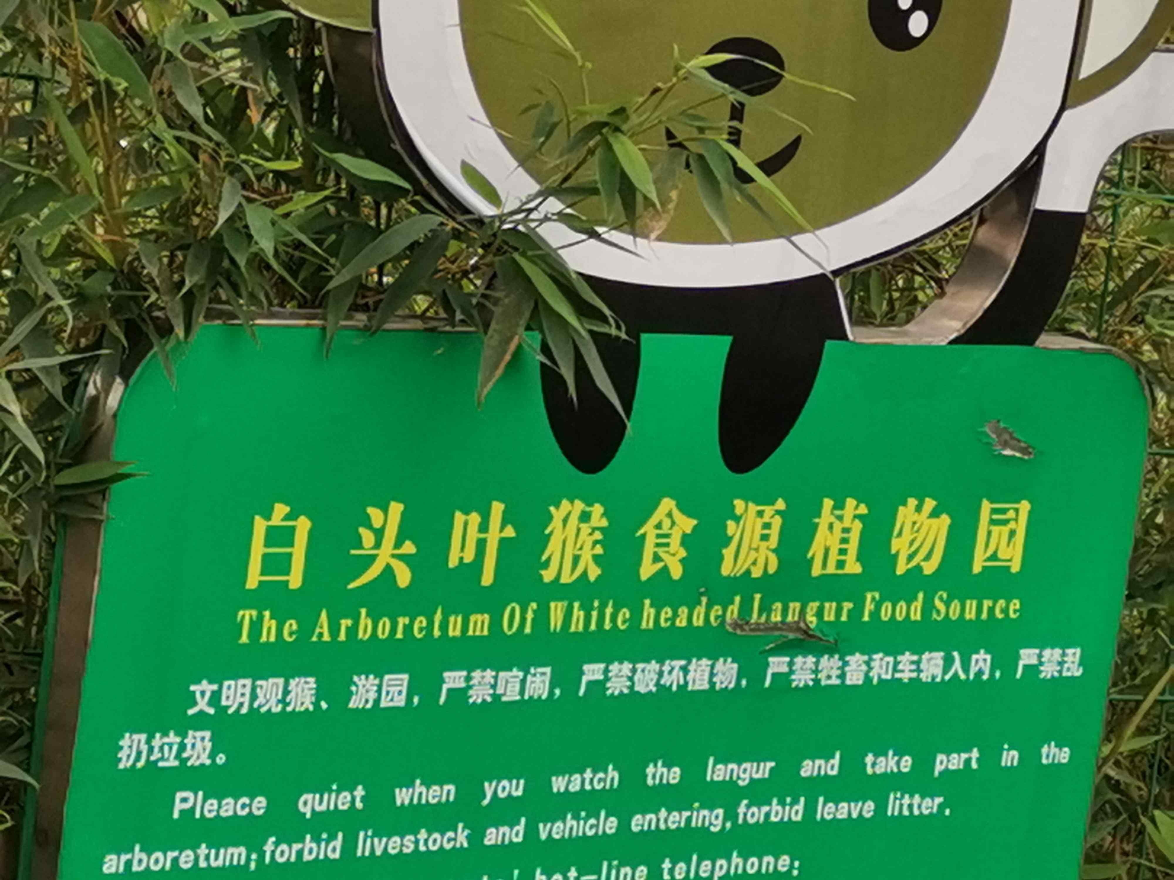 白头叶猴食源植物园