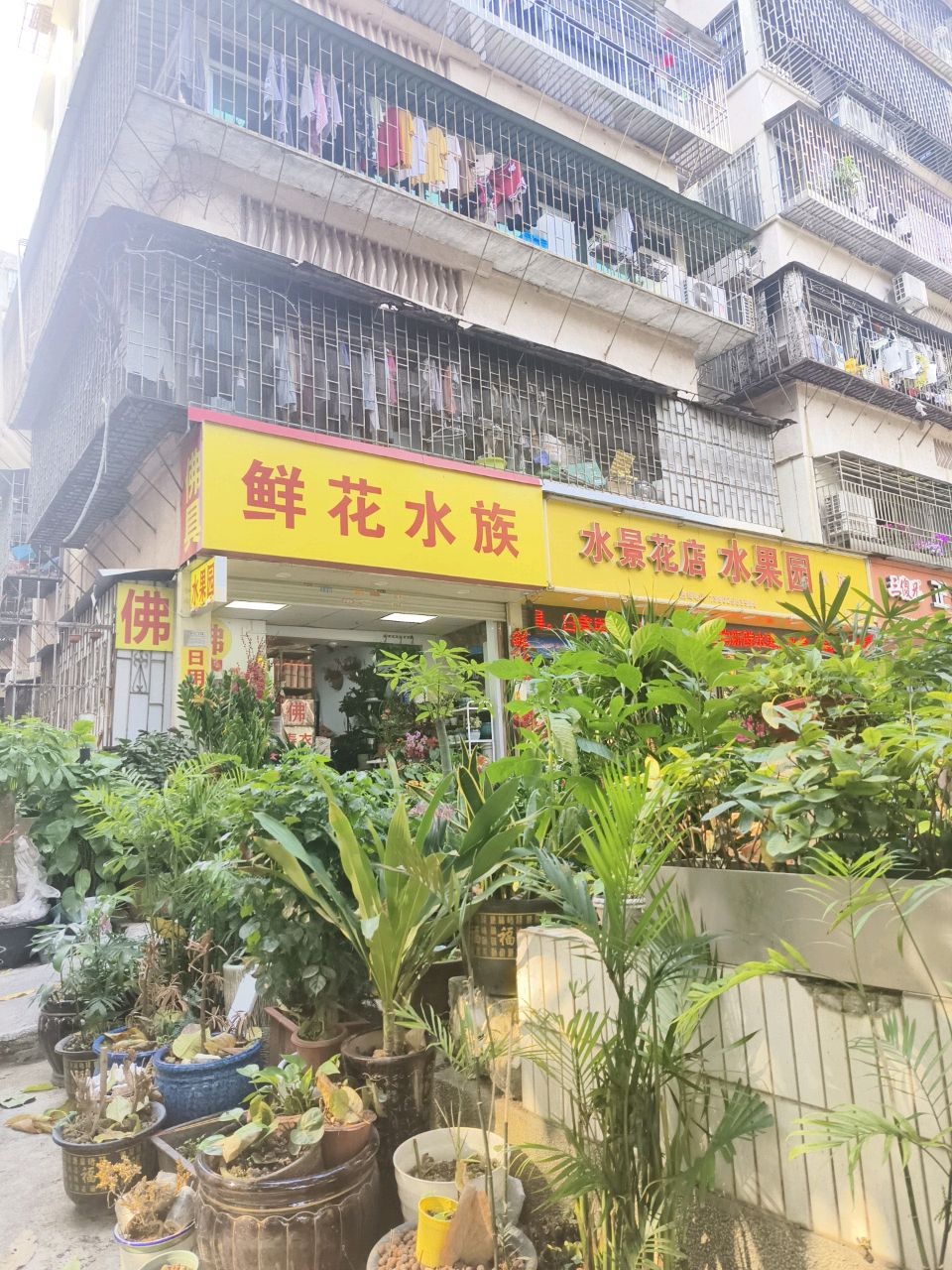 鲜花水族(龙屋店)