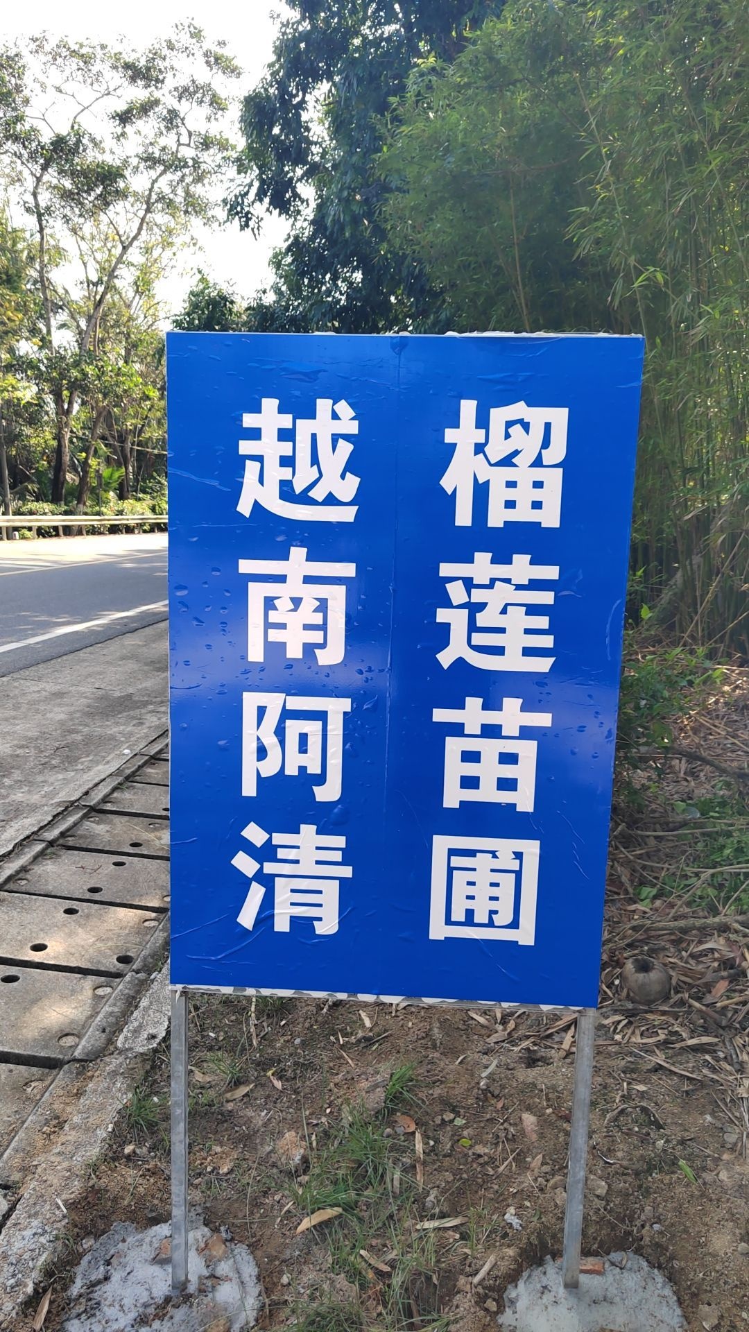 越南阿清榴莲苗圃