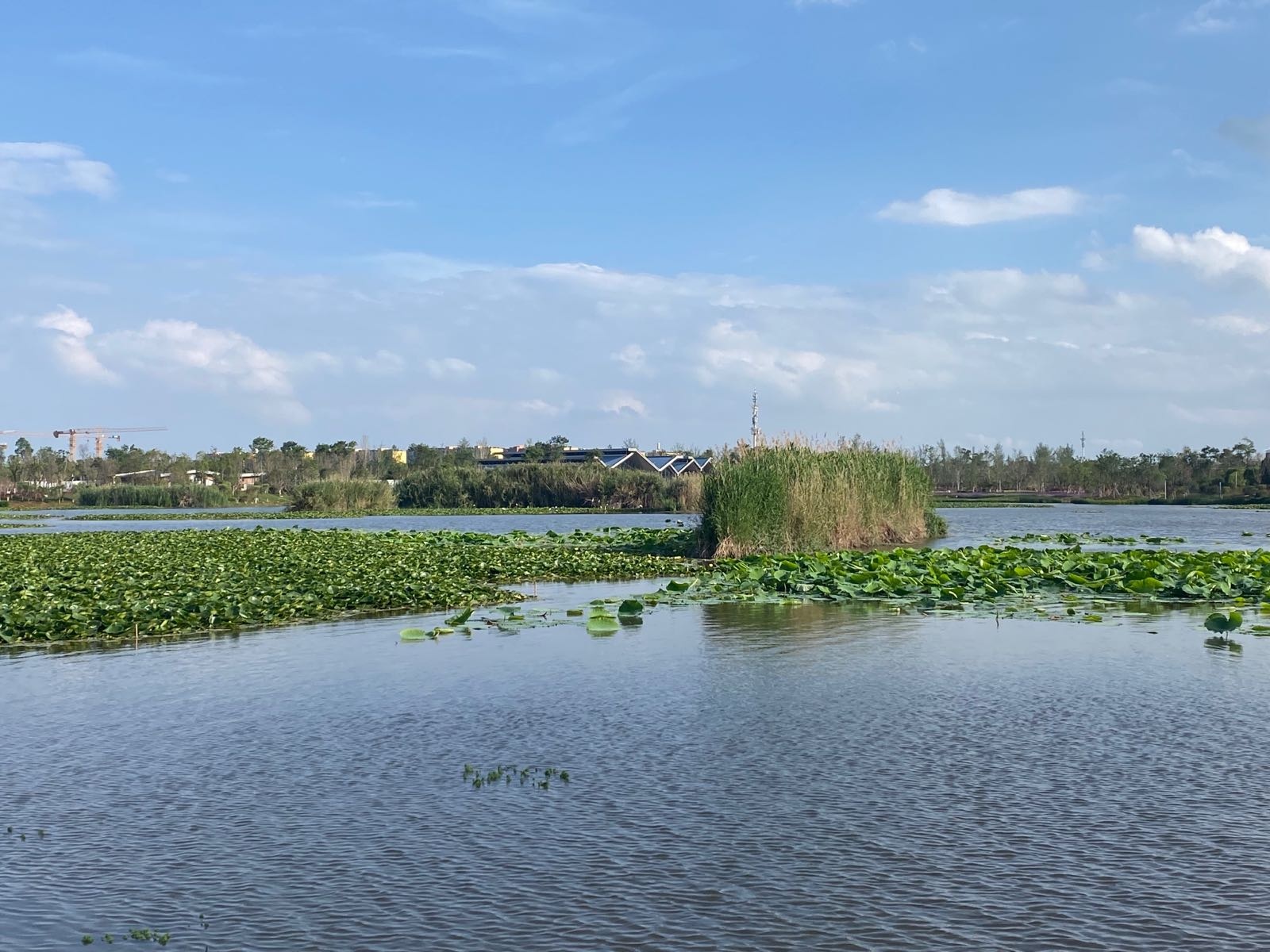 官渡五甲湿地公园