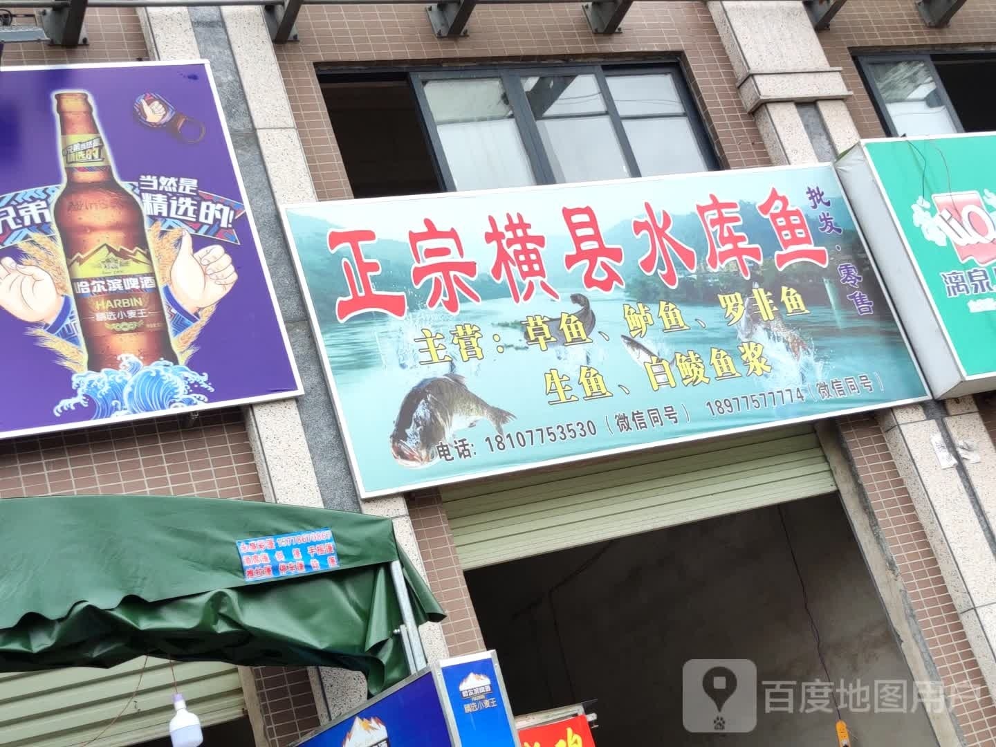 正宗横县水库鱼