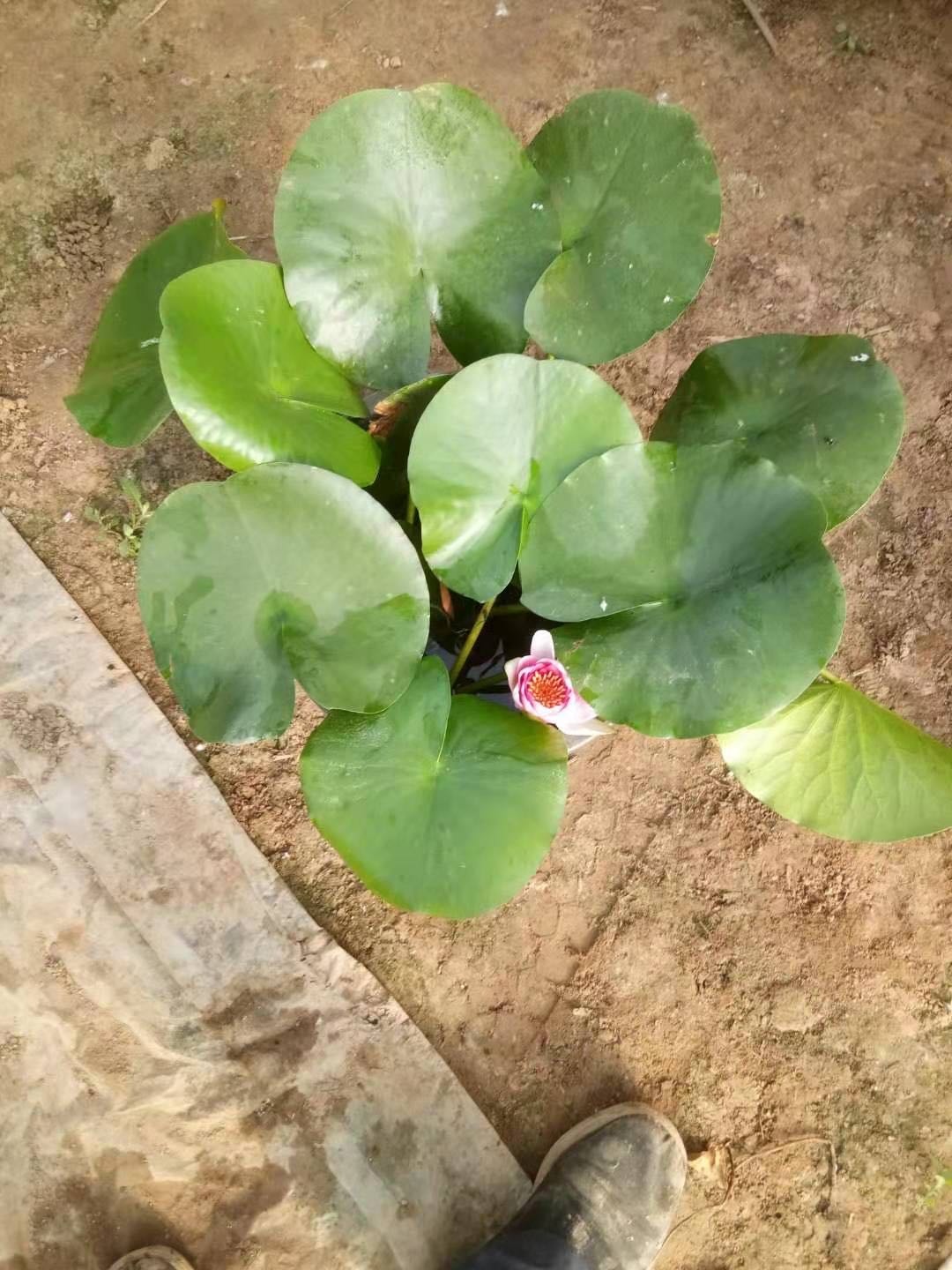 蓟州区腾飞花卉