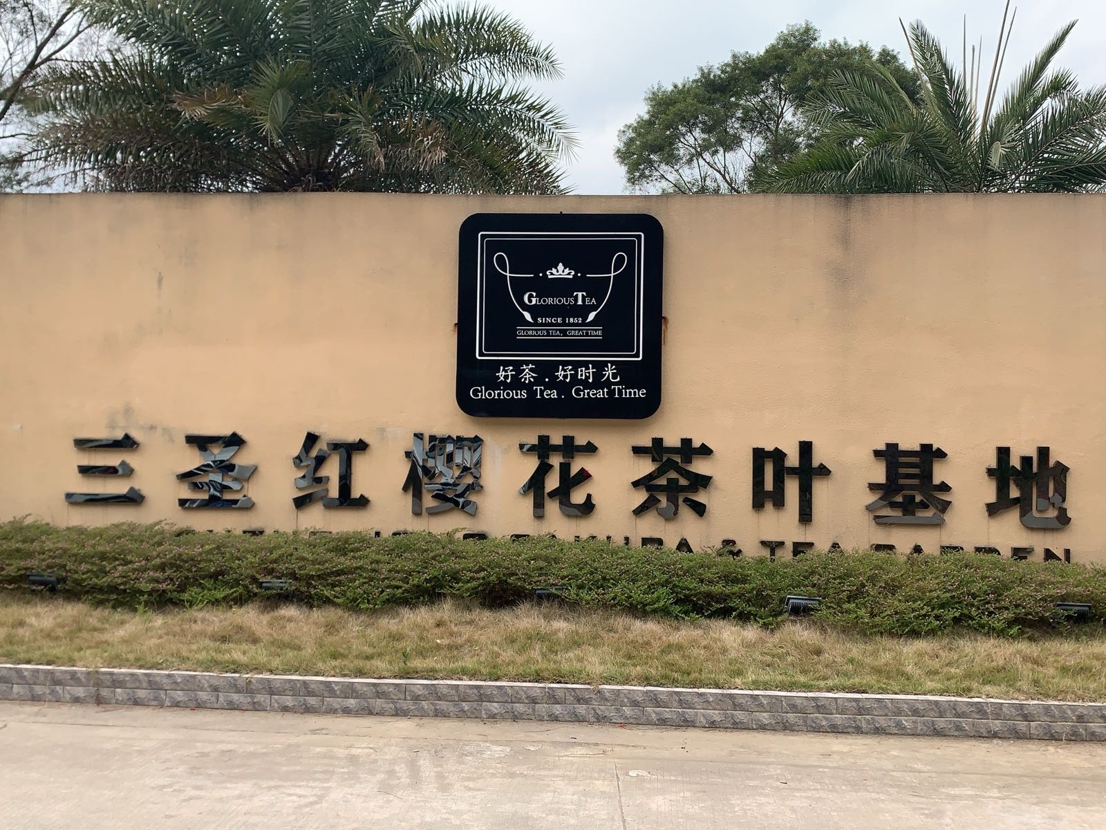 三圣红樱花茶叶基地