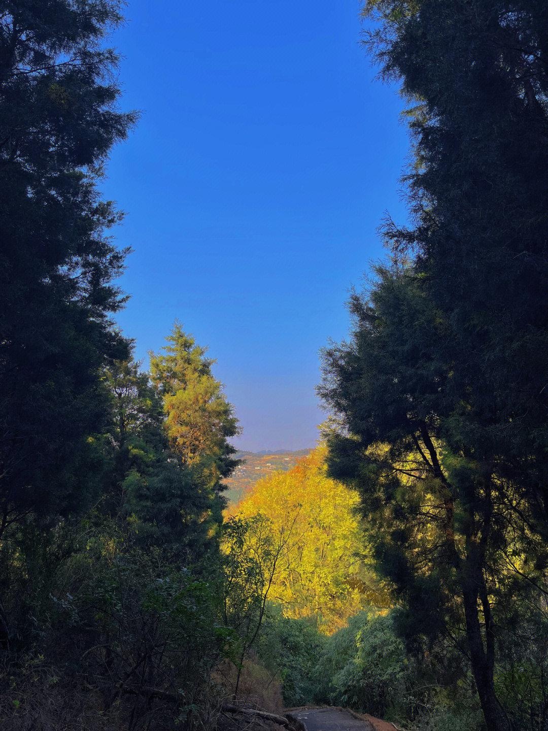 龙椅山植物园