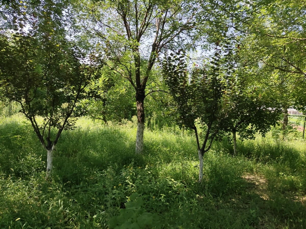 齐鲁工业大学(山东省科学院)菏泽市校区-操场外植物园