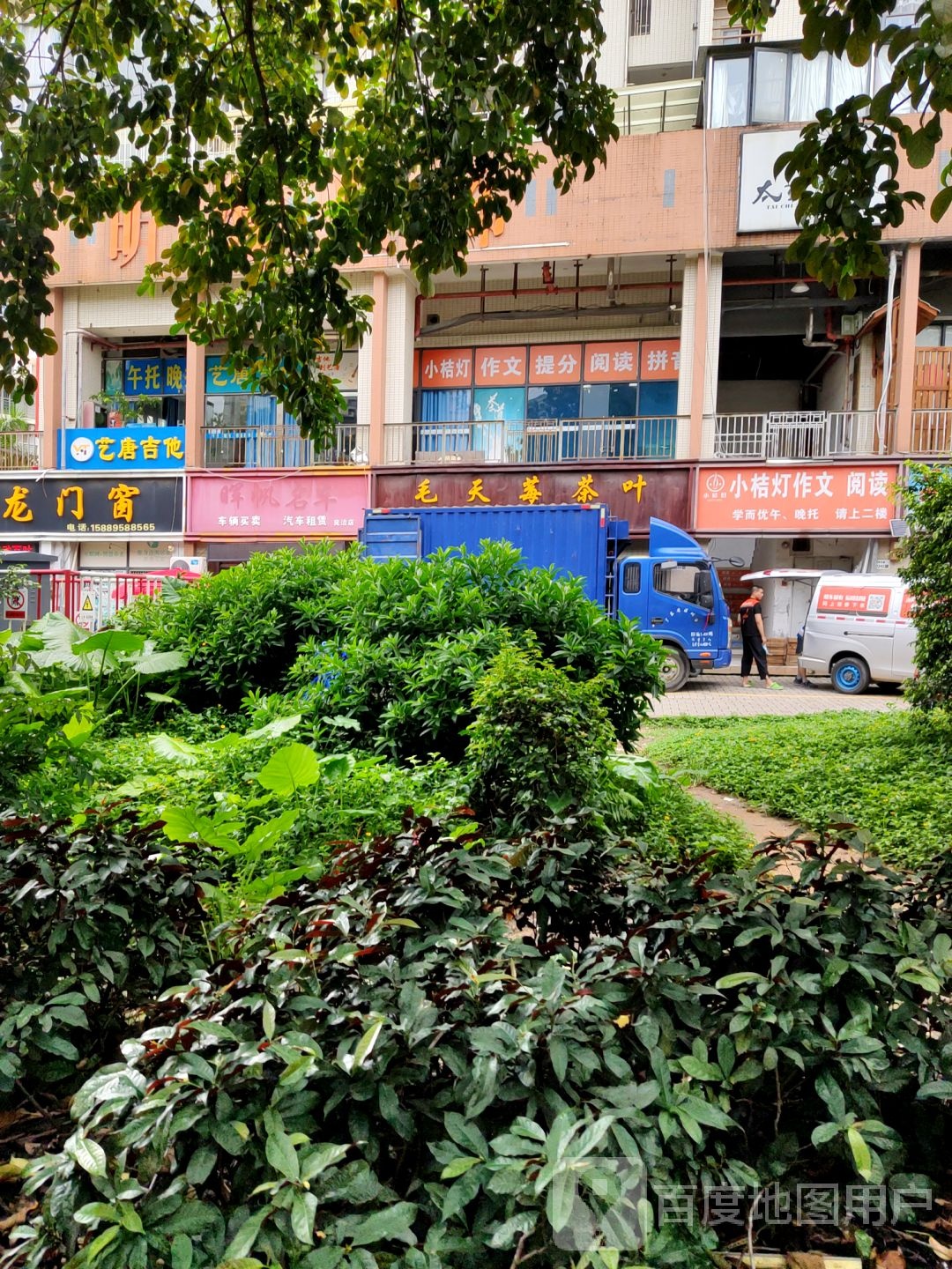 毛天莓茶叶