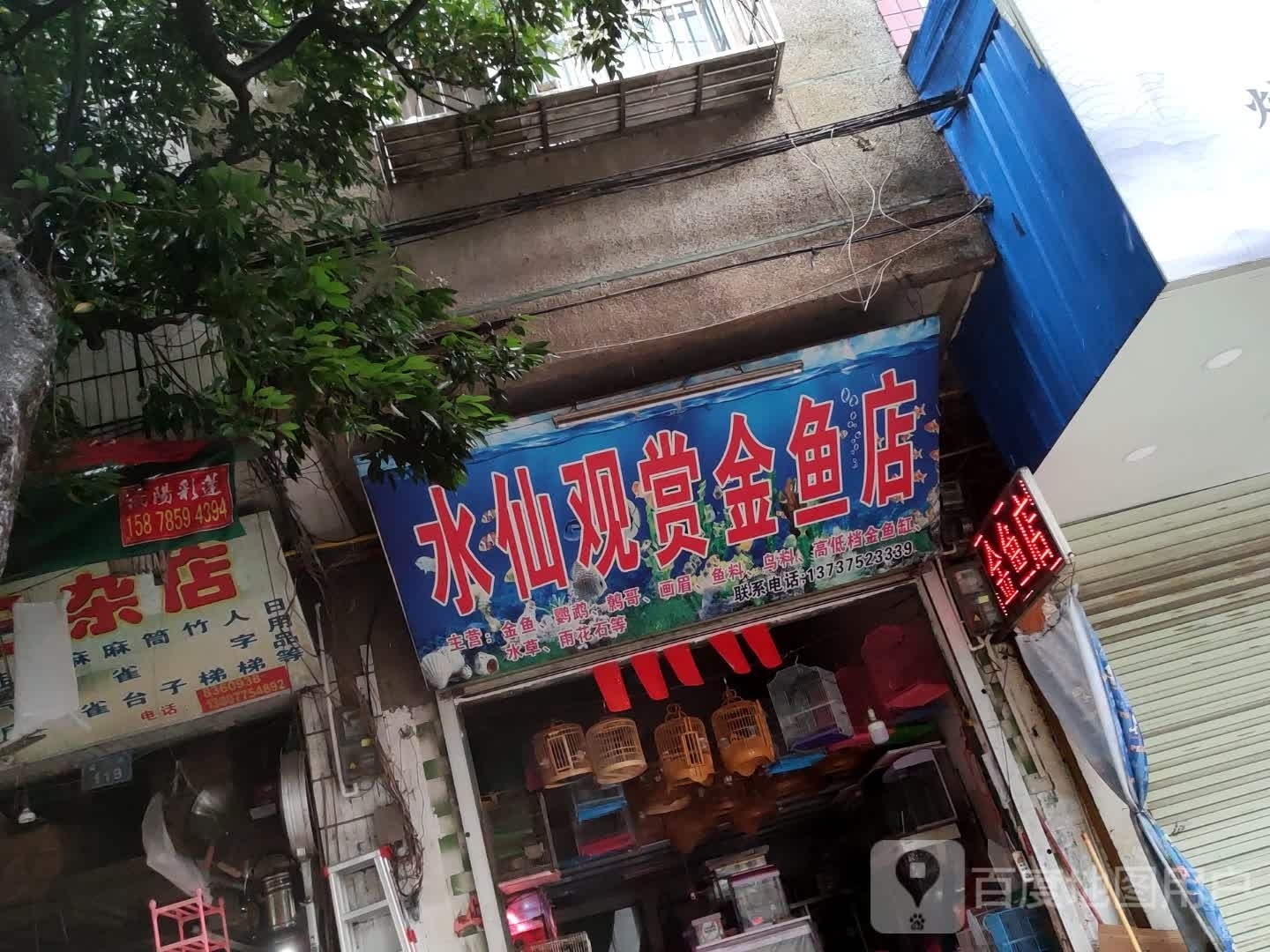 水仙观赏金鱼店