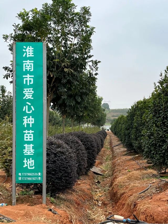 淮南市爱心种苗基地