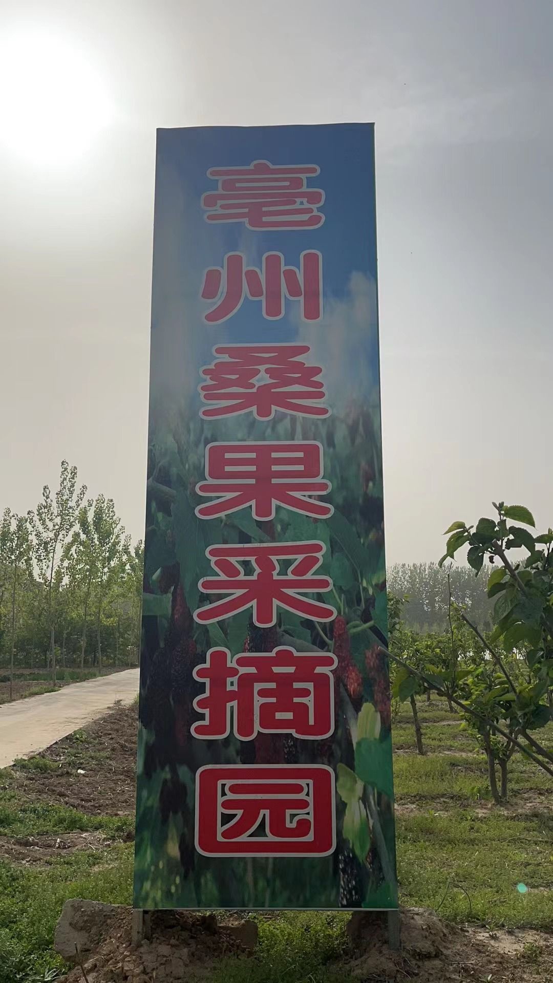 亳州桑果采摘园