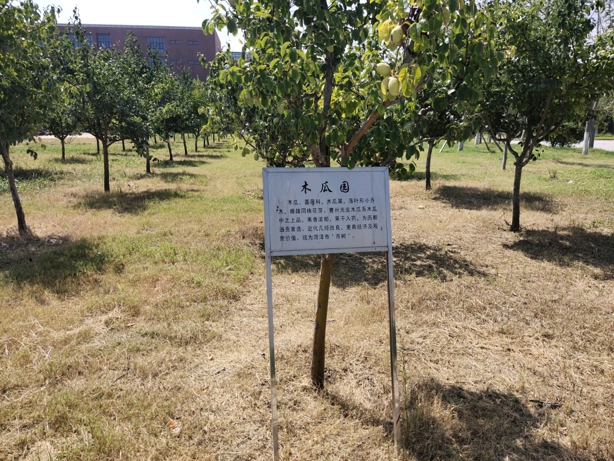 齐路工业大学(山东省科学院)菏泽校区-木瓜园