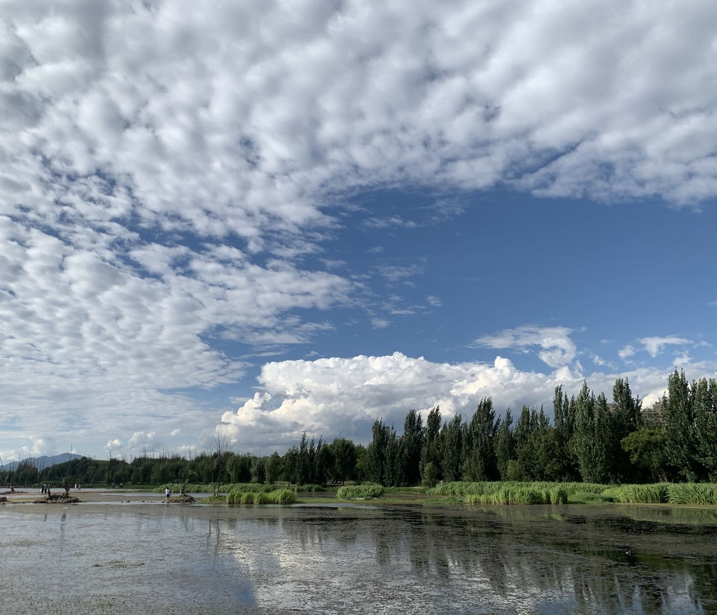 洱海玉白菜湿地公园