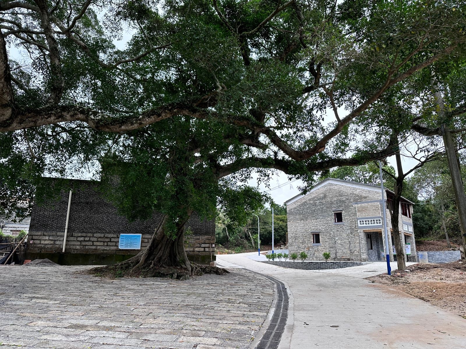 北甘古榕树公园