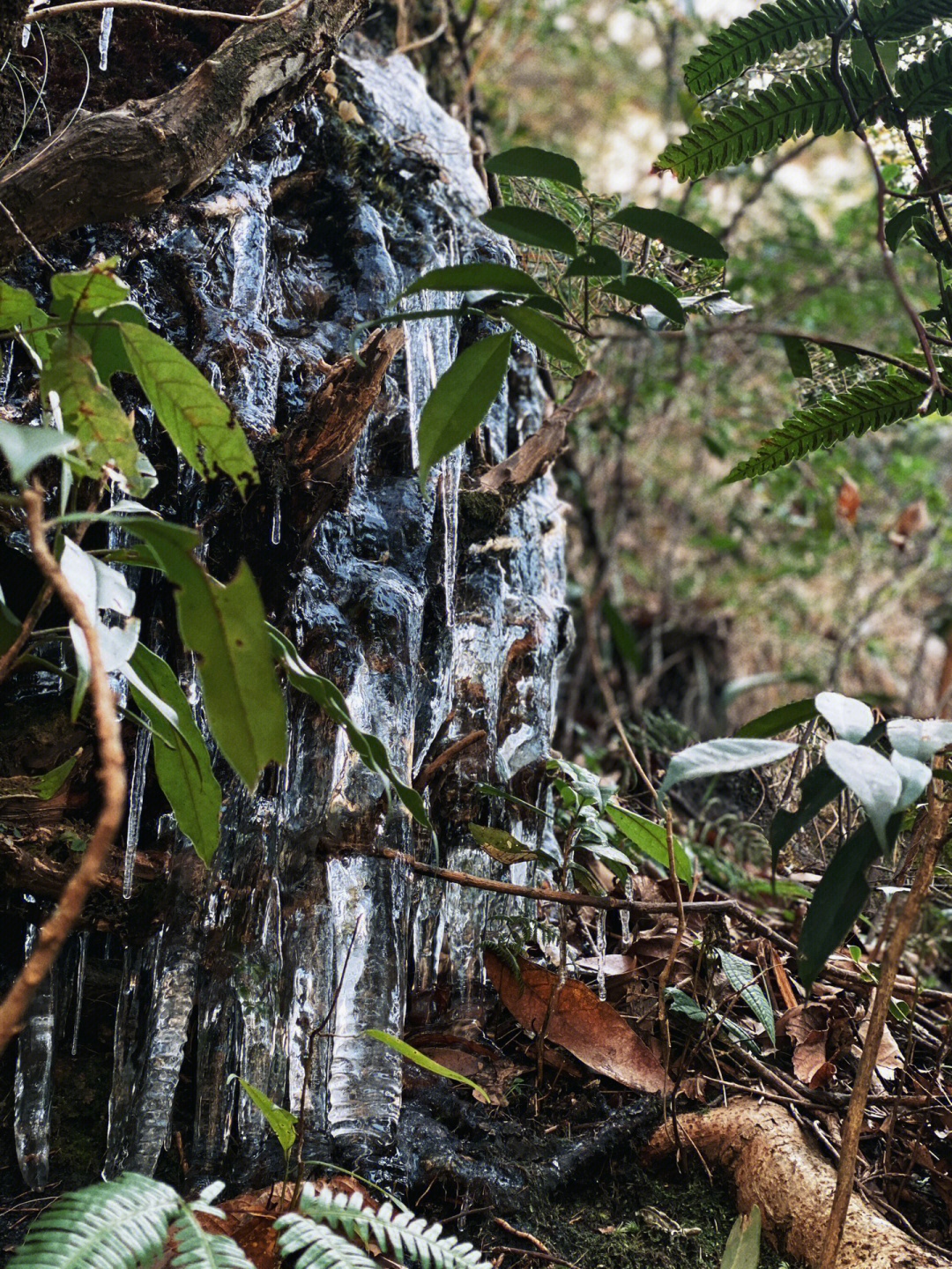 金子山原生态休闲度假旅游景区