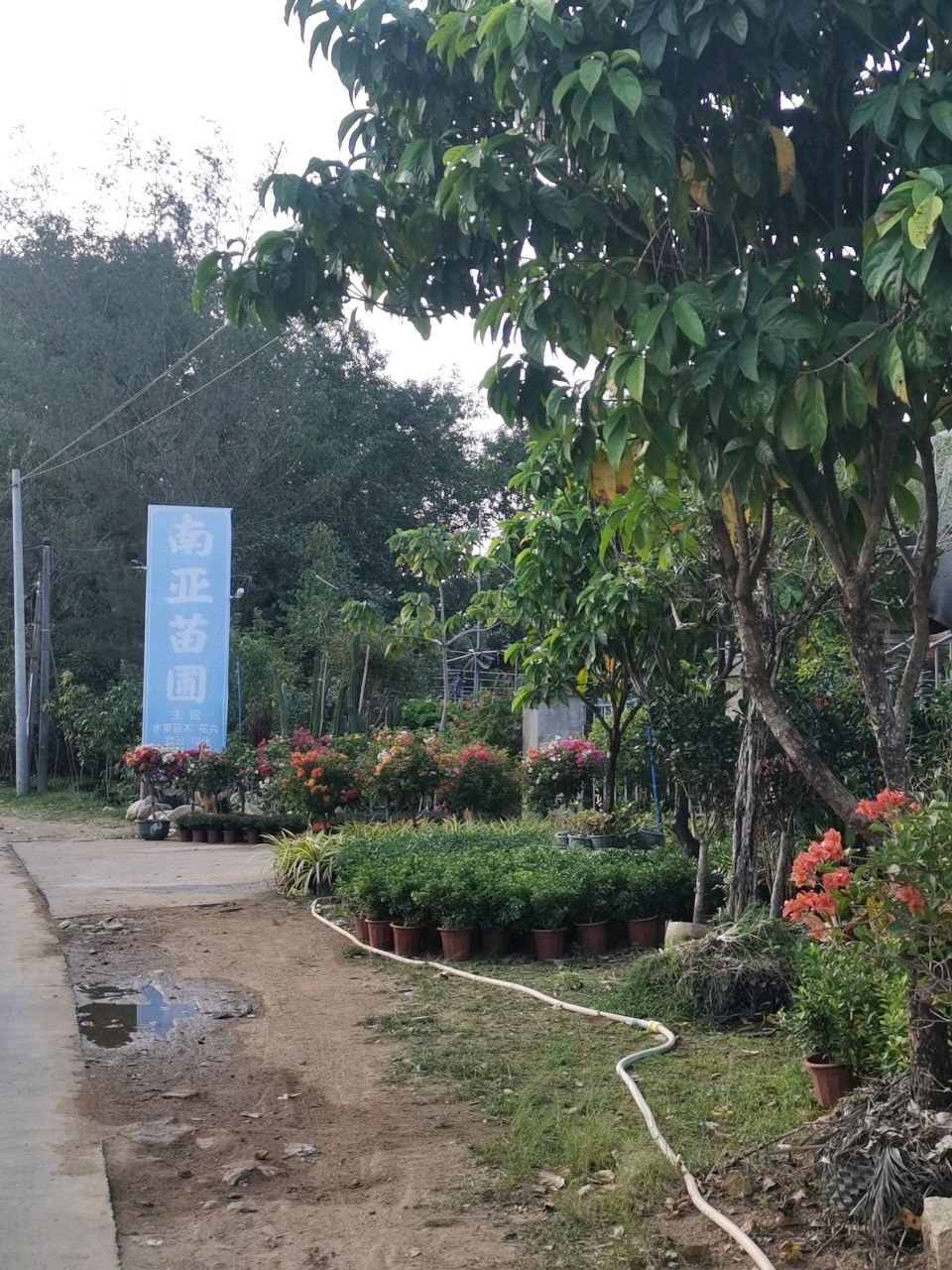 万宁兴隆南亚苗圃场