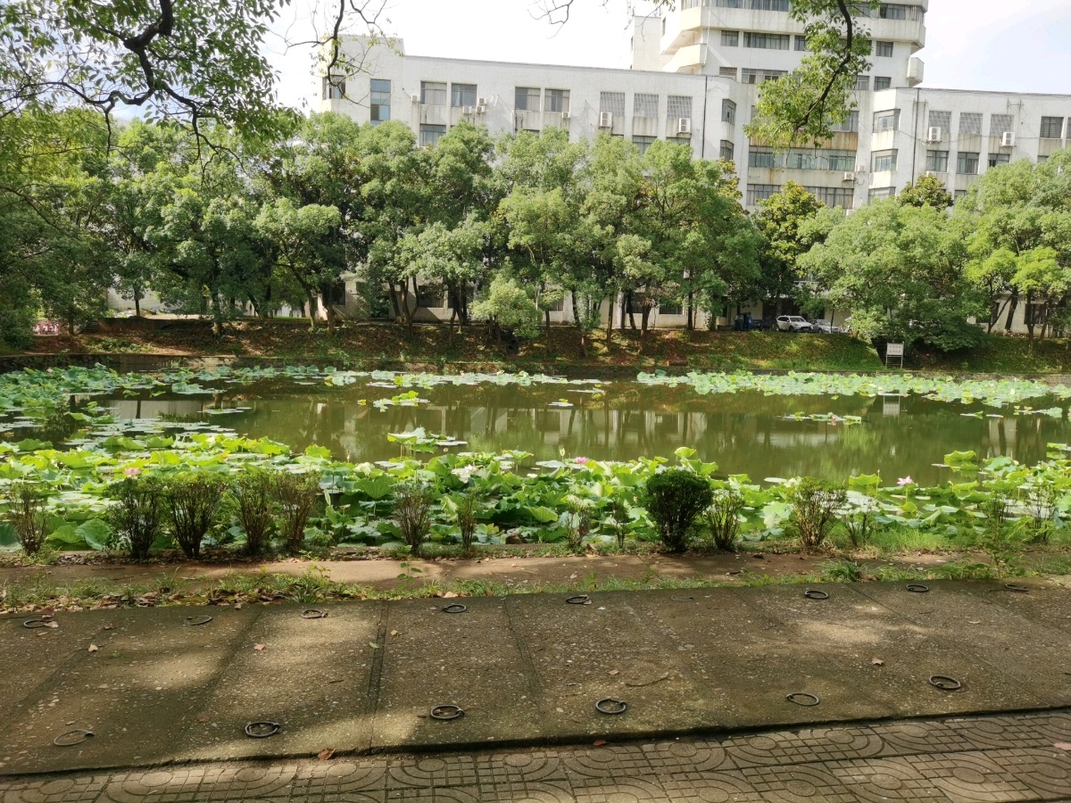 湖中南科技大学-荷花池