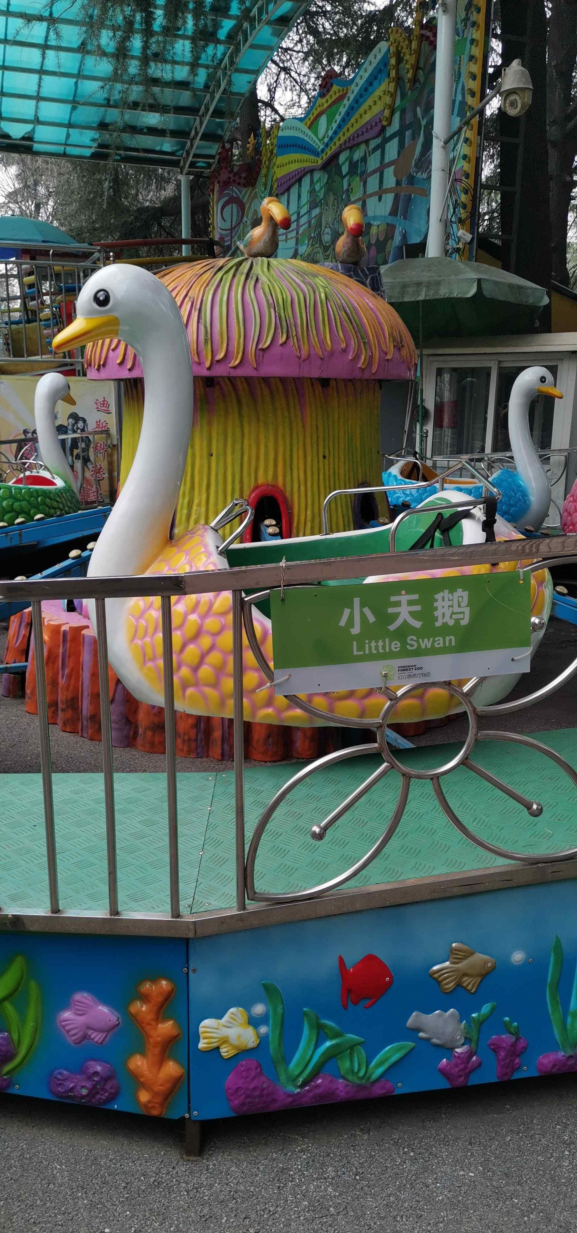 小天鹅