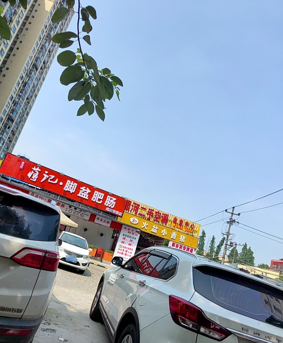 全氏火盆小香猪