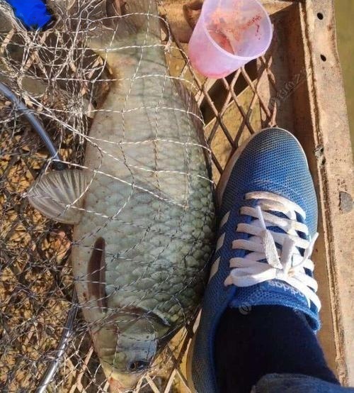 湖城农场·清远特色菜