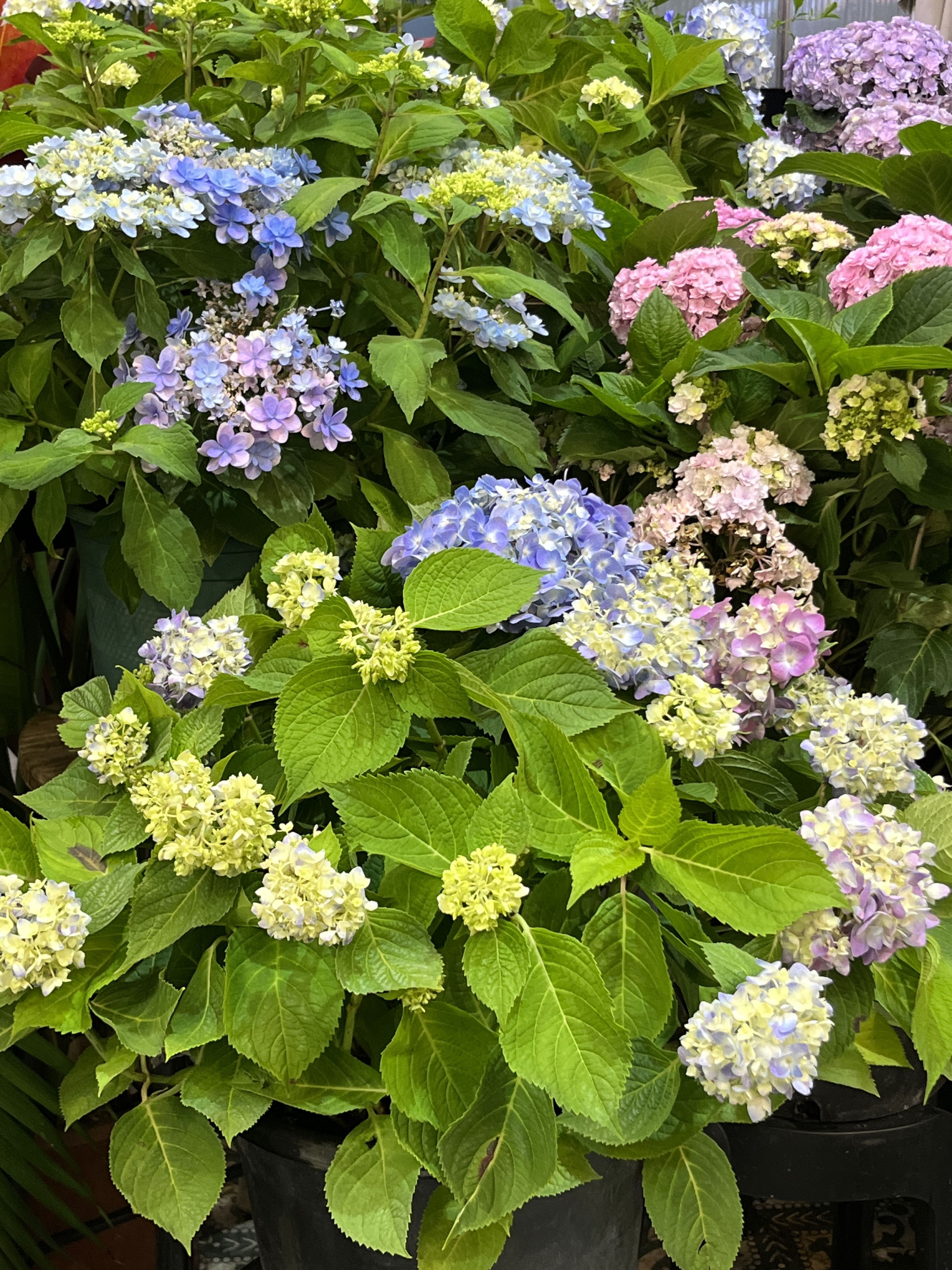 雏菊花舍花艺美学(贵港吾悦广场店)