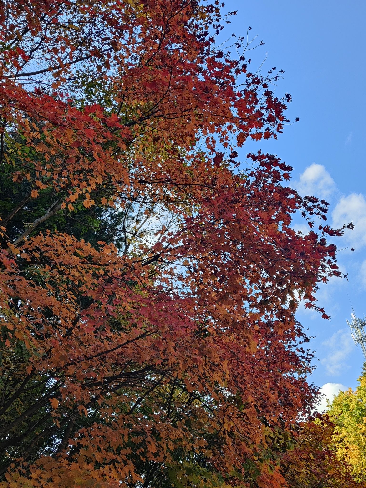 大冰沟国家地质森林公园