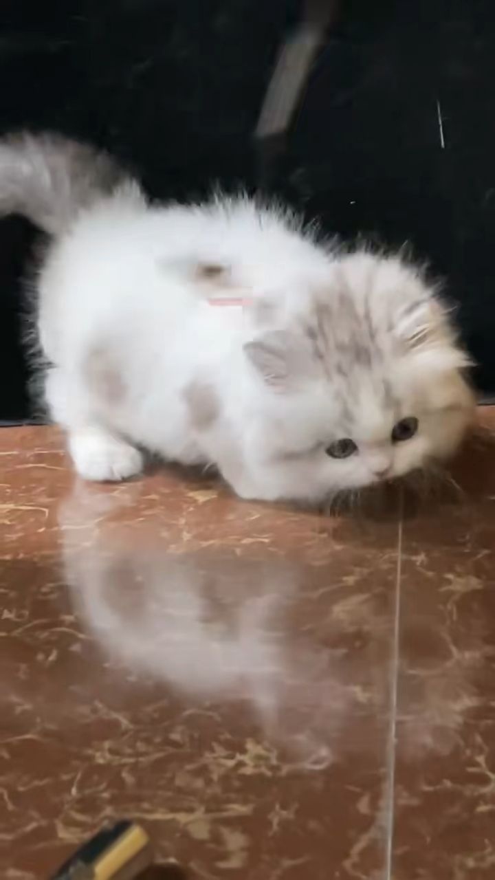 成己物宠物市场猫舍犬舍猫狗基地(厦门店)