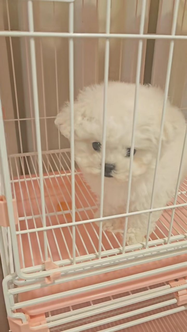 深圳市壹萌宠物狗市场基地正规犬舍狗场