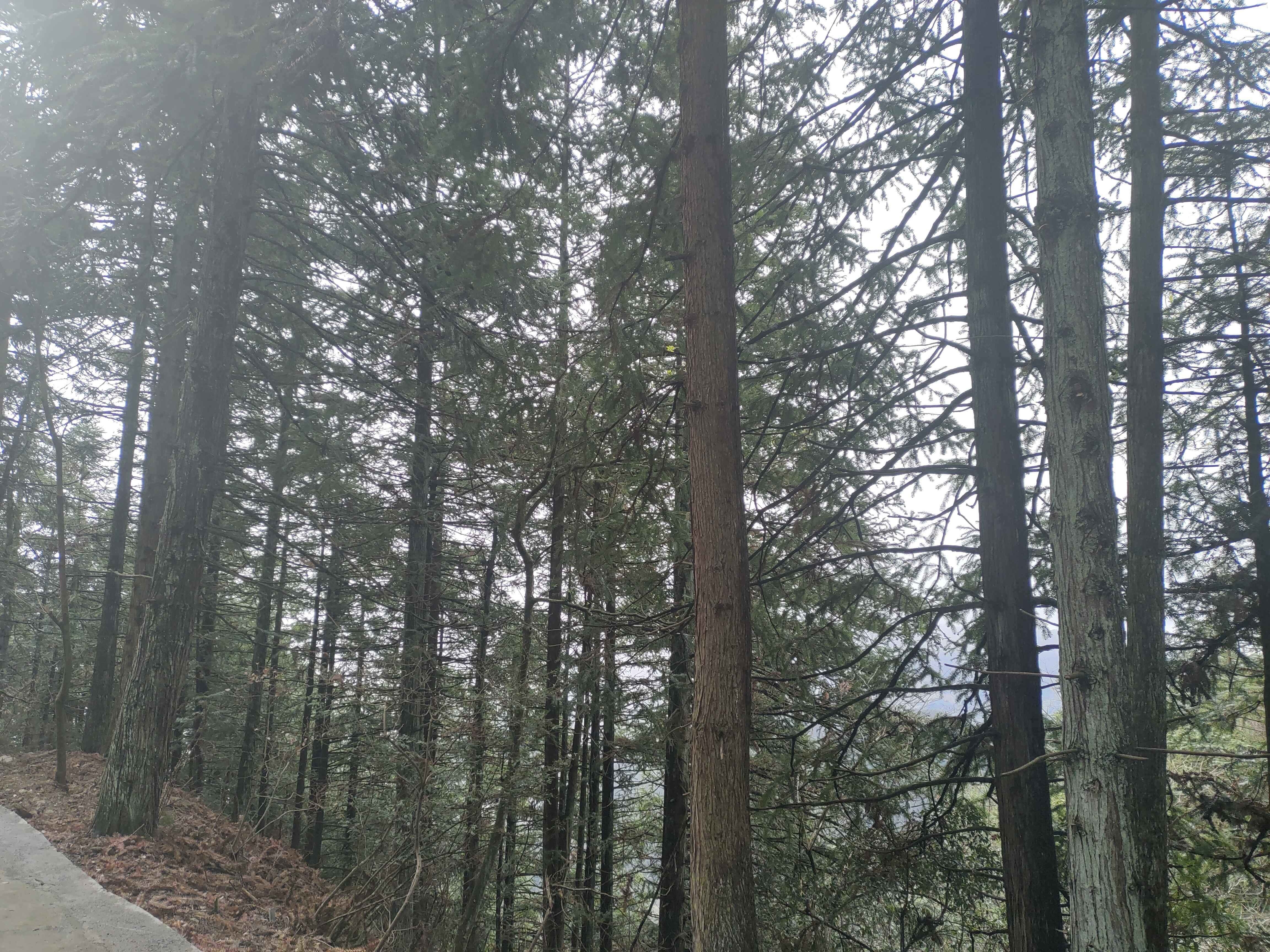 针叶林景观区