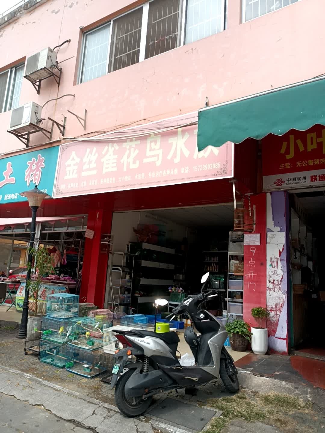 金丝雀花鸟水族