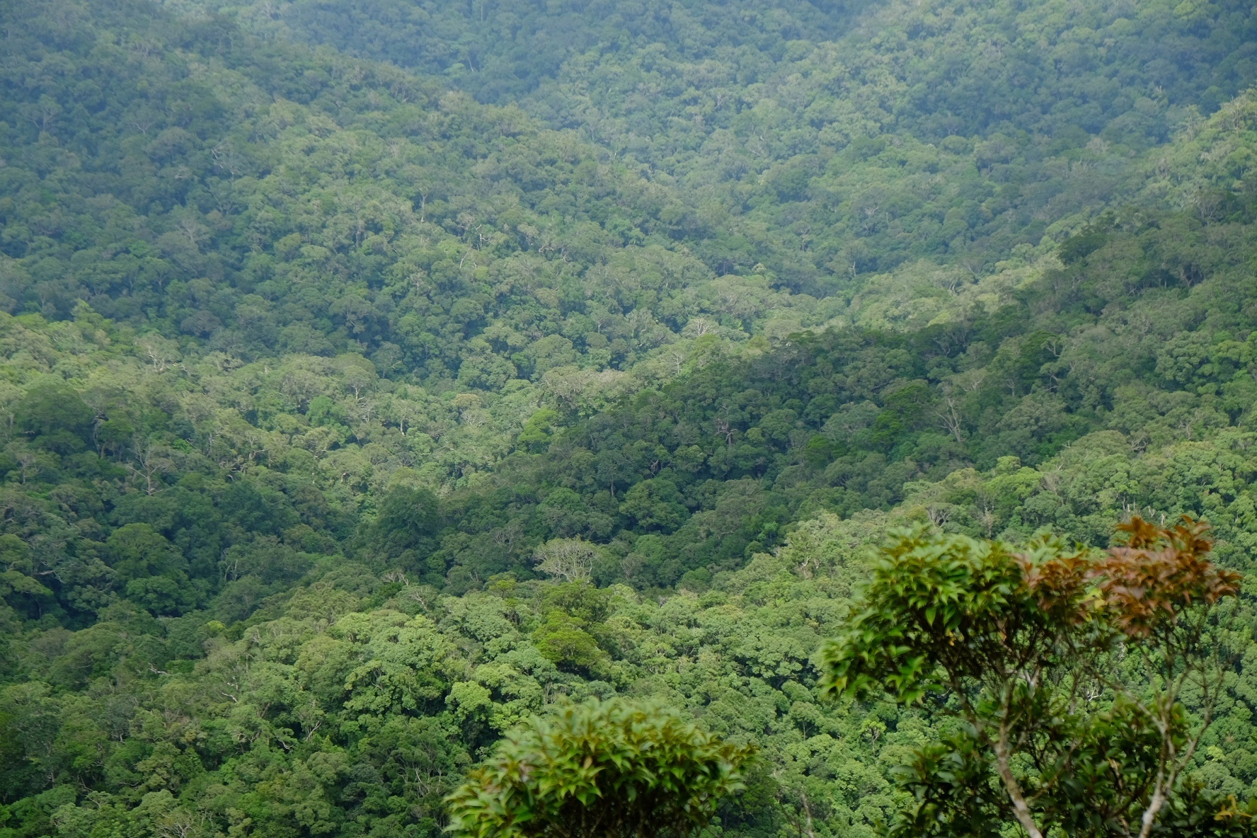 尖峰岭