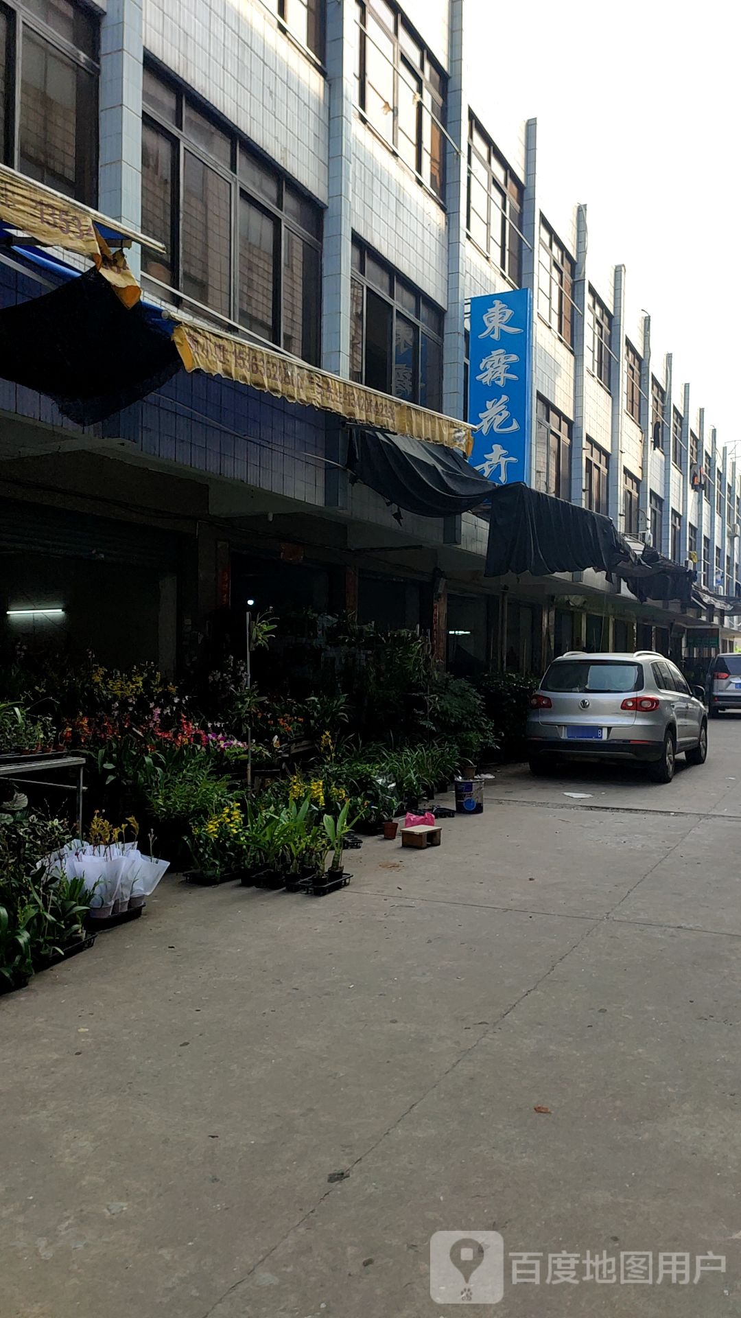 东霖花卉