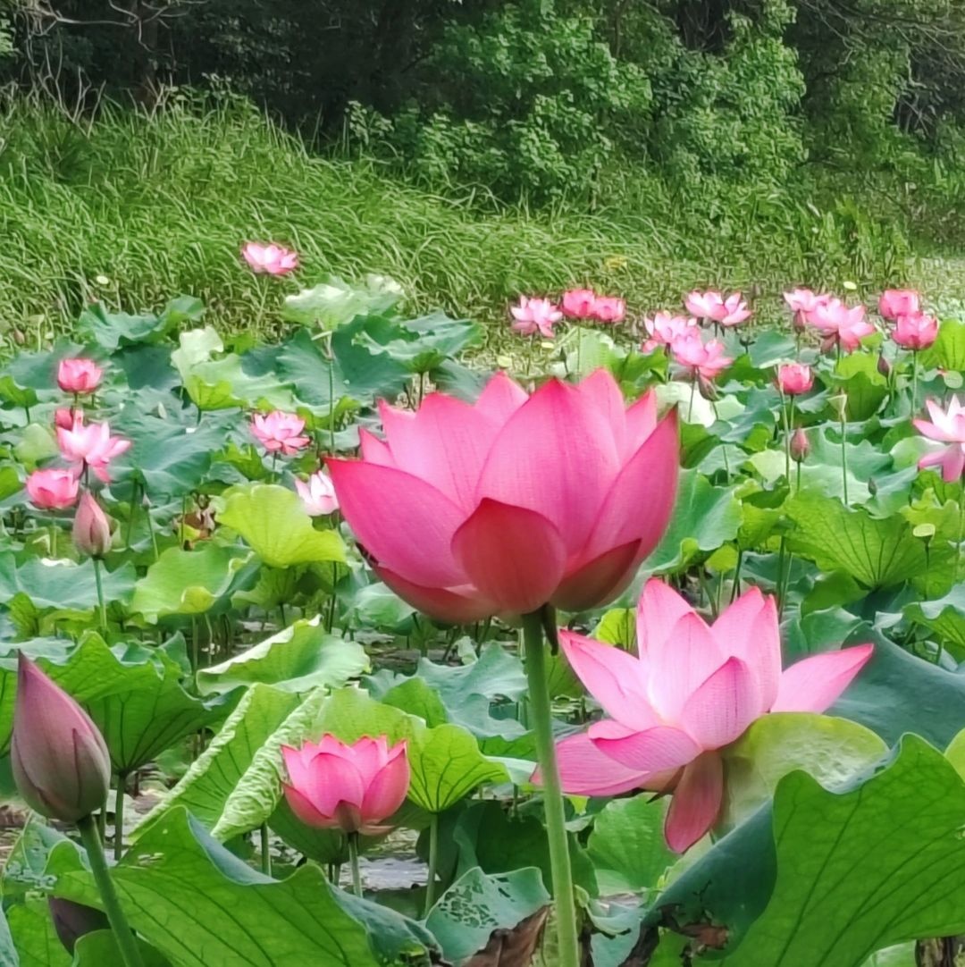 荷花池