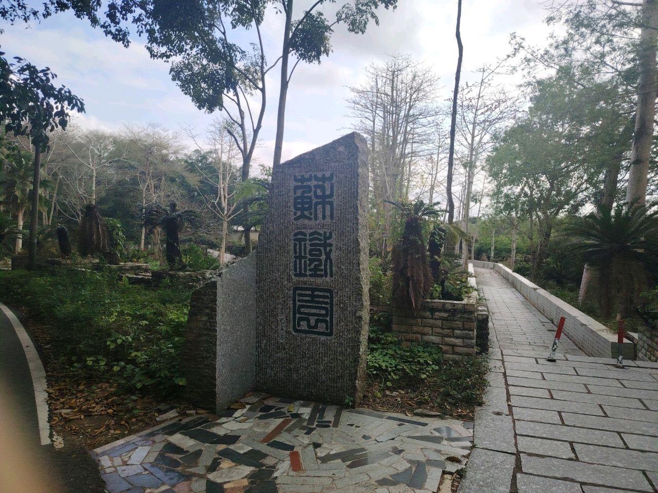 广东茂名森林公园-苏铁园